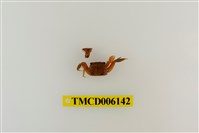 藏品(側足厚蟹)的圖片